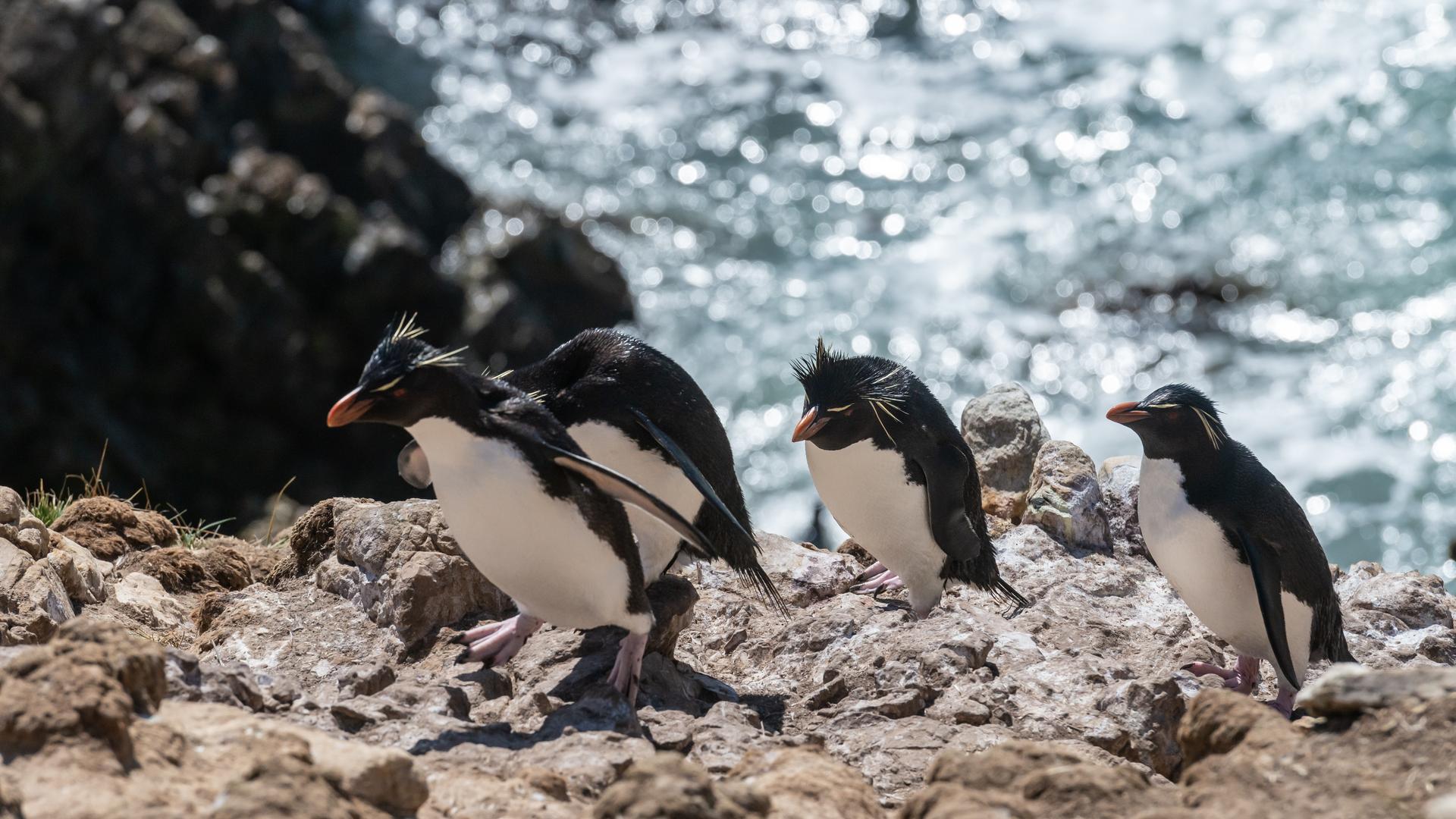 Falkland Islands (Malvinas)